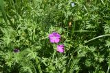 Geranium sanguineum