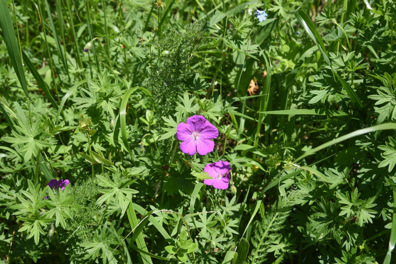 Изображение особи Geranium sanguineum.