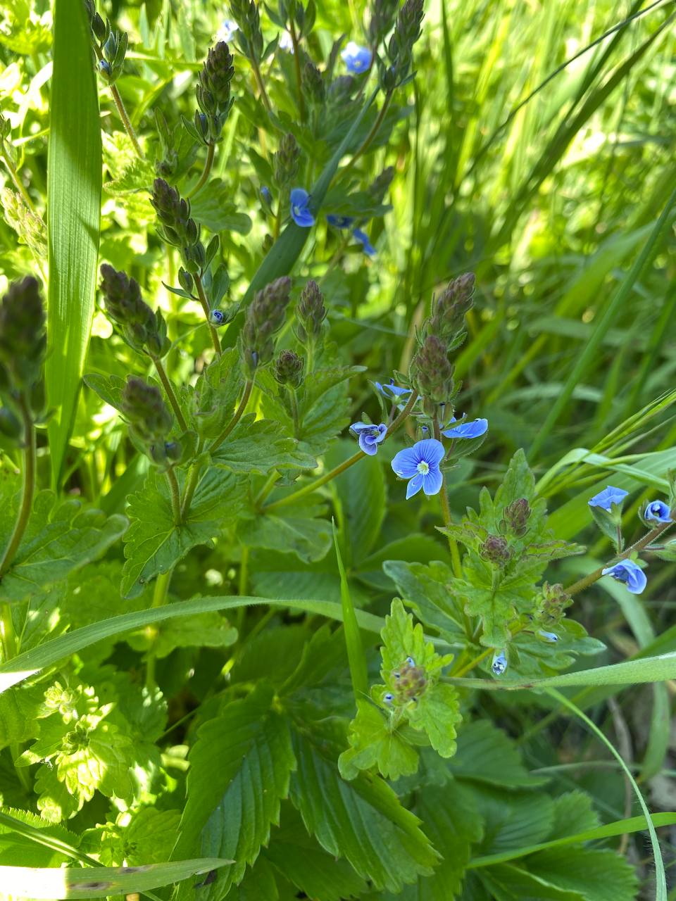 Image of Veronica chamaedrys specimen.