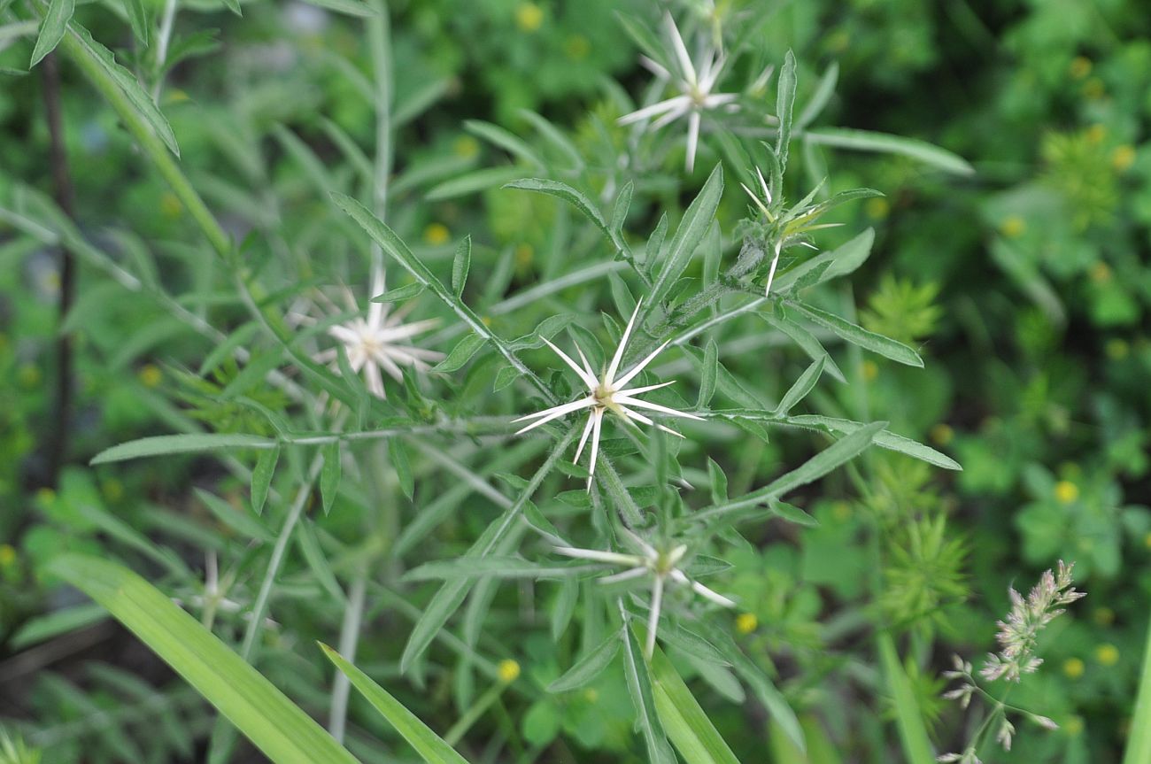 Изображение особи Centaurea iberica.