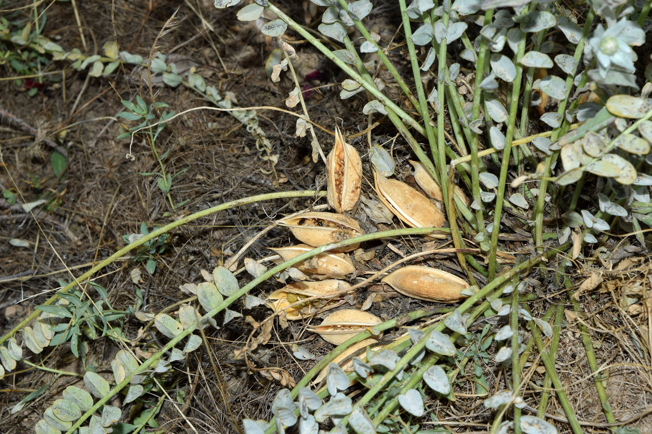Image of Astragalus macronyx specimen.