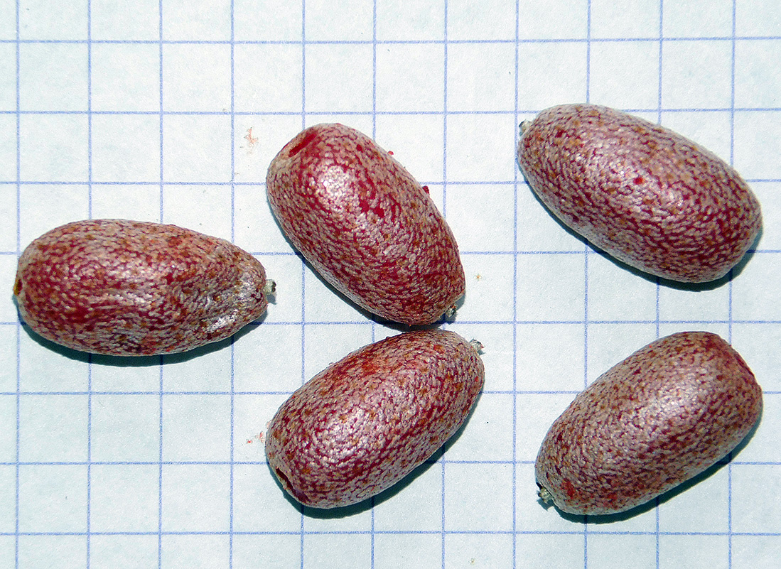 Image of Elaeagnus pungens specimen.
