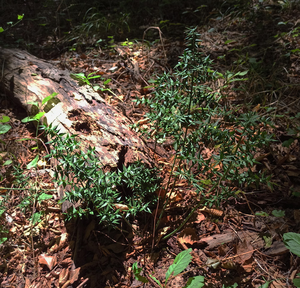 Image of Ruscus aculeatus specimen.
