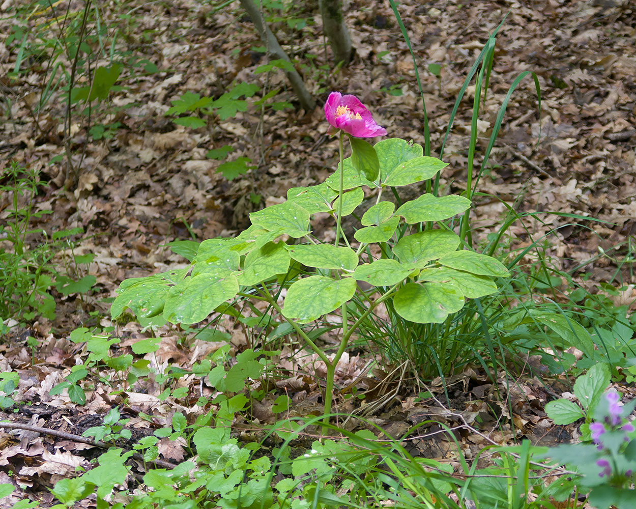 Изображение особи Paeonia caucasica.