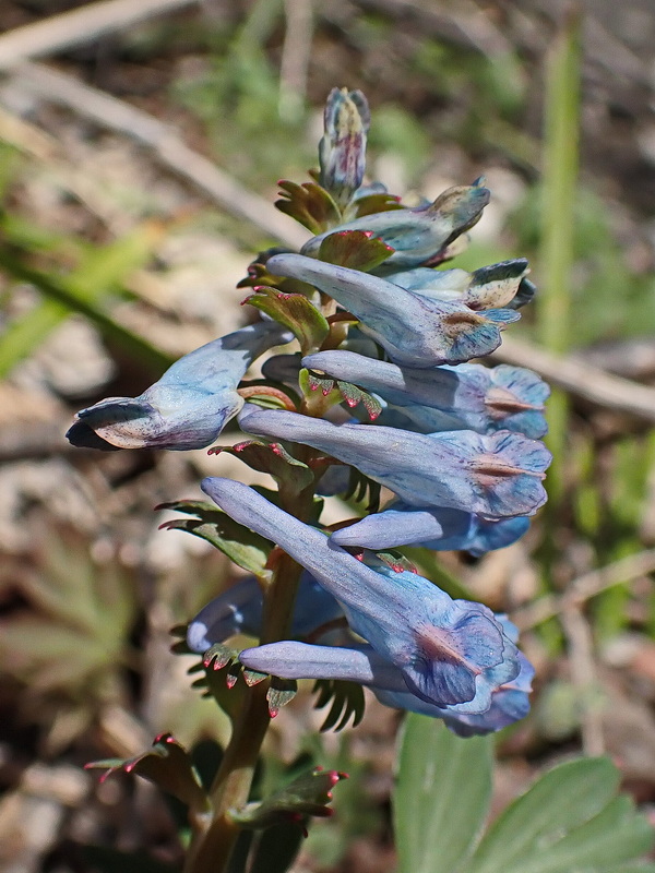 Image of Corydalis turtschaninovii specimen.