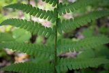Dryopteris filix-mas