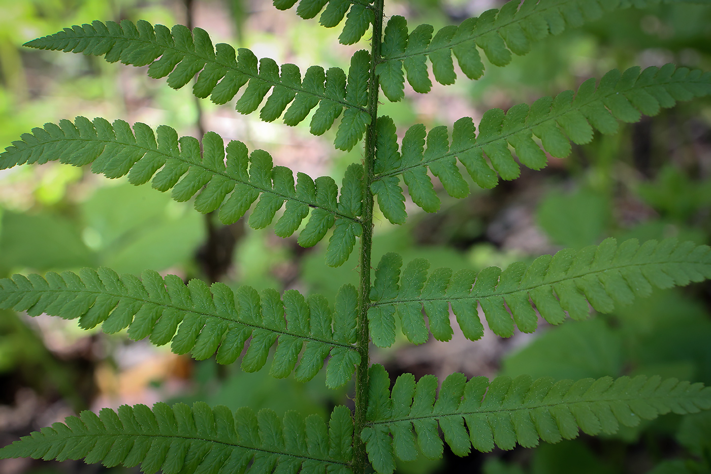 Image of Dryopteris filix-mas specimen.