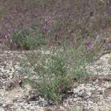 Astragalus varius