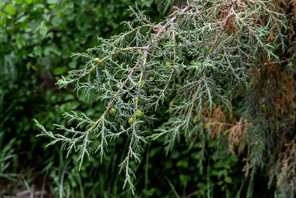 Image of Juniperus chinensis specimen.
