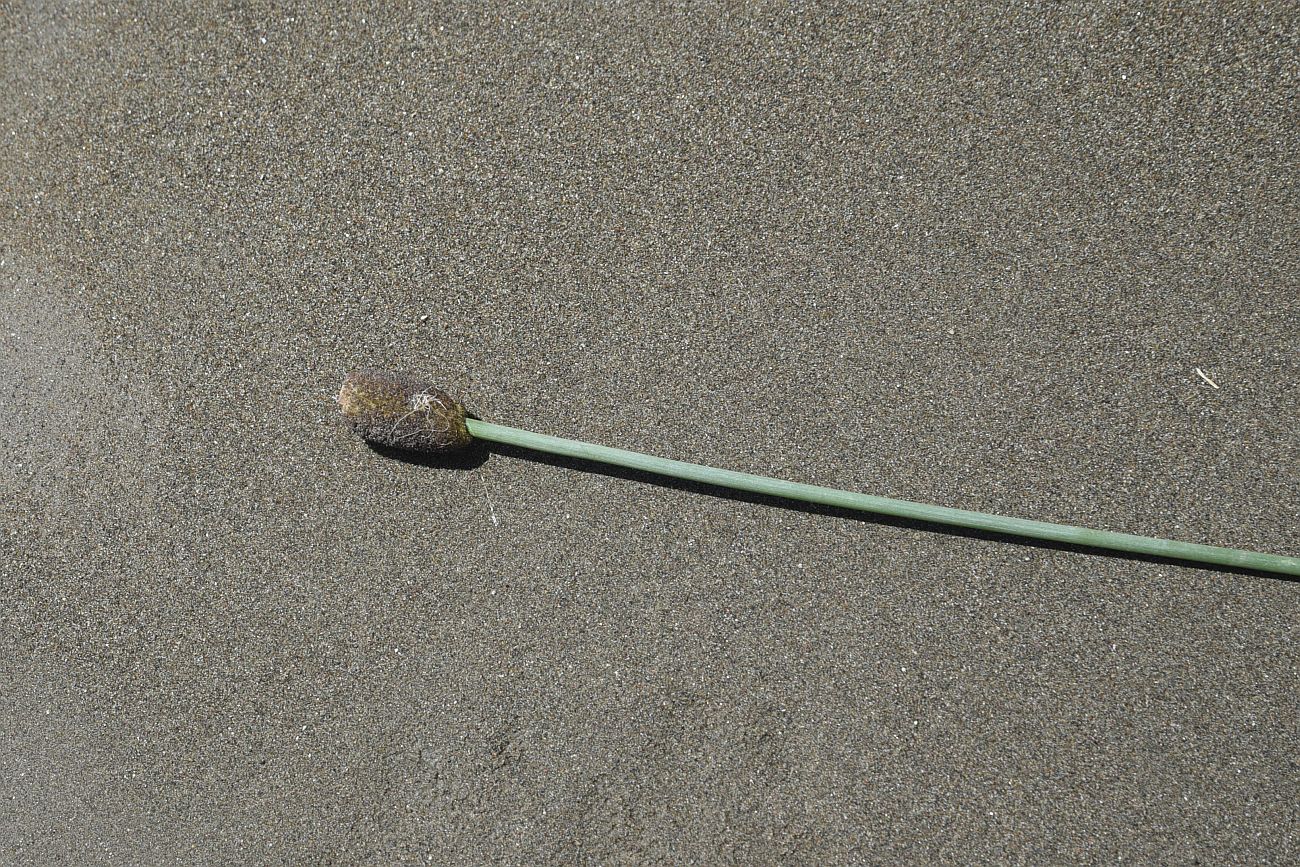 Image of genus Typha specimen.