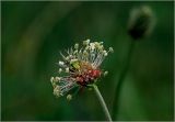 Plantago lanceolata