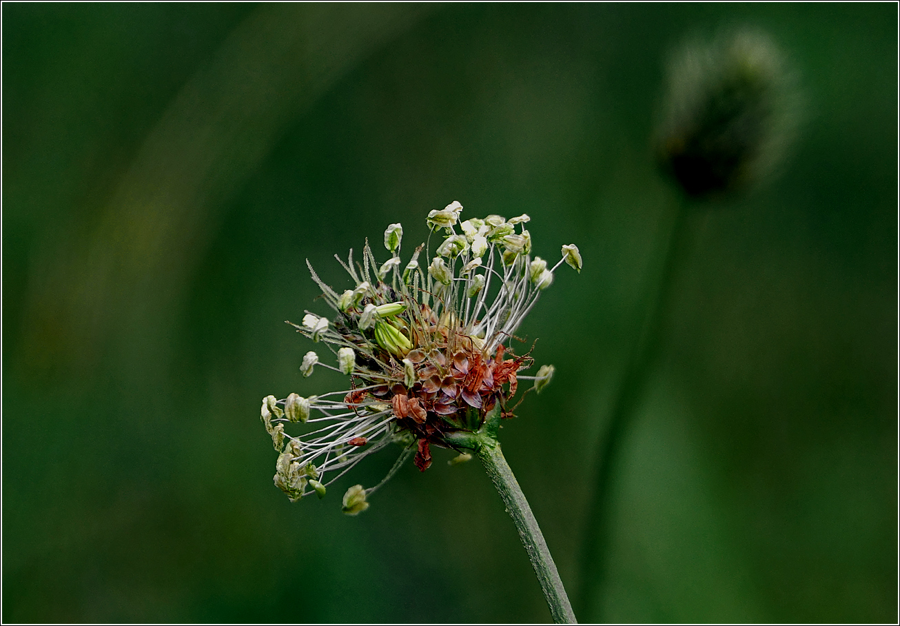 Изображение особи Plantago lanceolata.