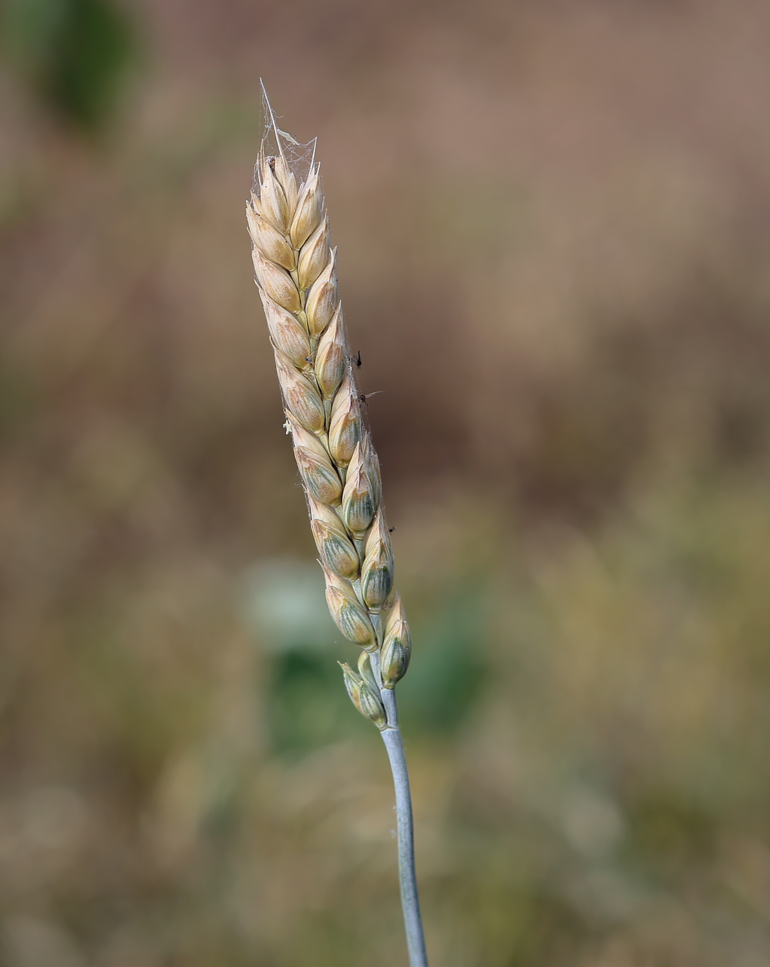 Image of Triticum aestivum specimen.