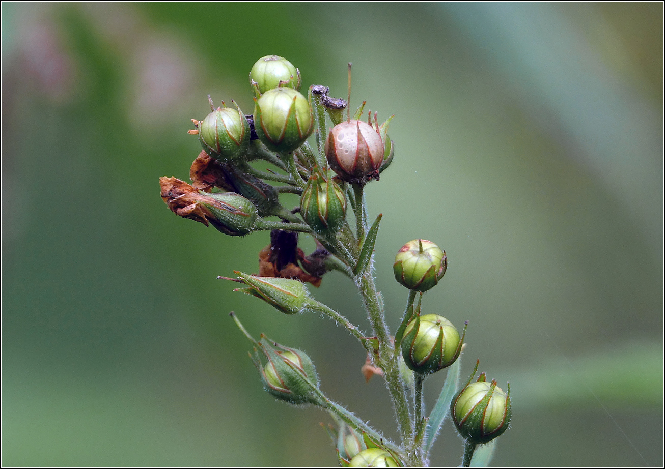 Image of Lysimachia vulgaris specimen.