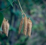 Vicia pisiformis. Плоды. Татарстан, Агрызский р-н, с. Красный Бор, дубрава. 09.08.2025.