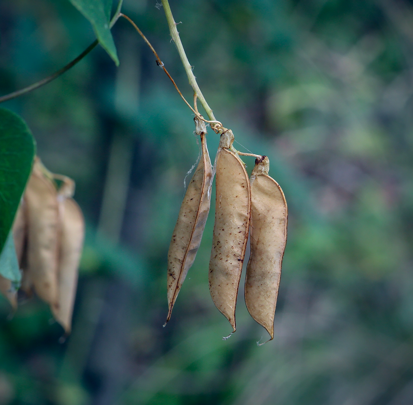 Изображение особи Vicia pisiformis.