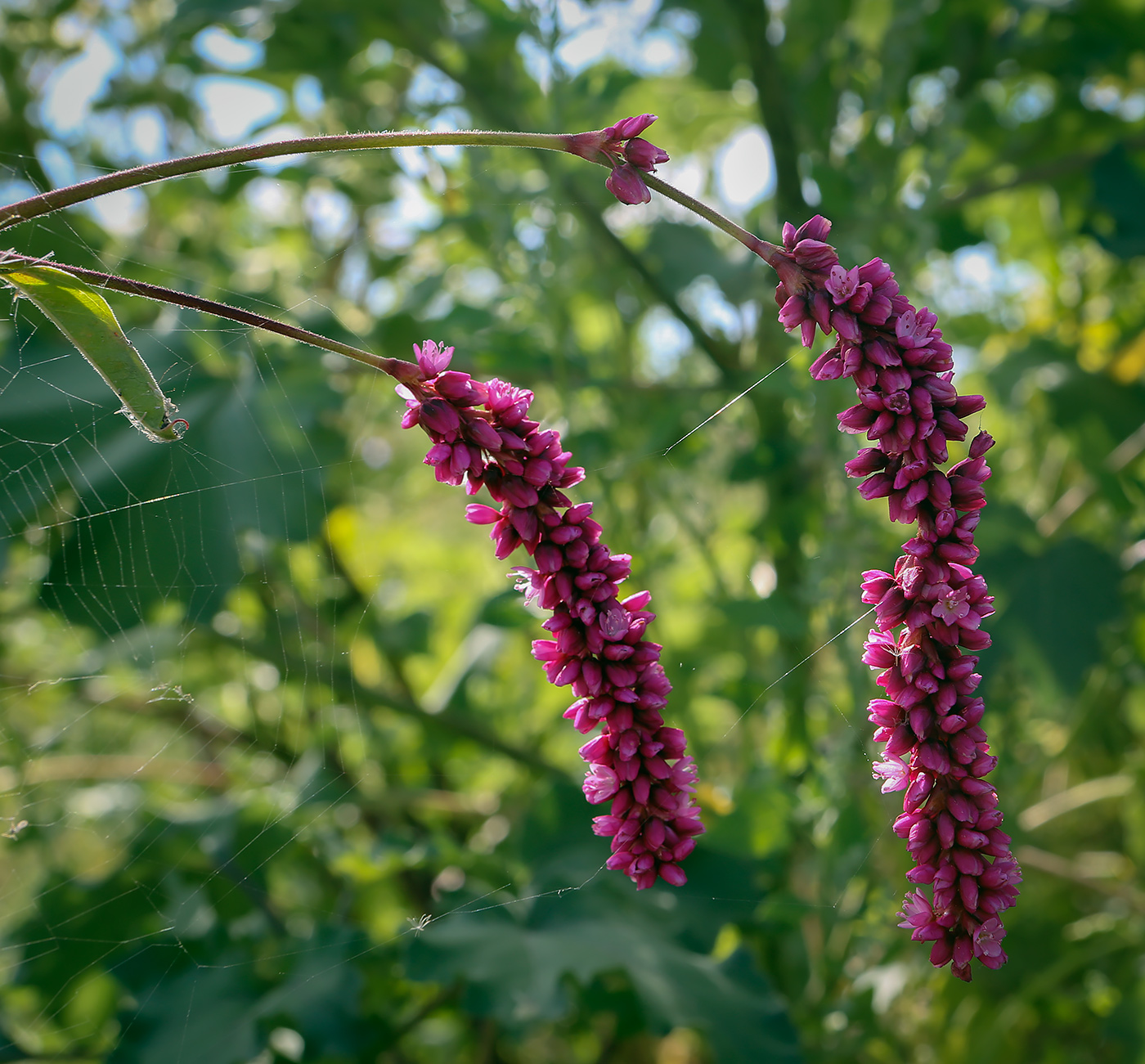 Изображение особи Persicaria orientalis.