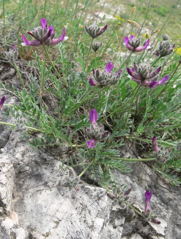 Изображение особи Astragalus vesicarius var. albidus.