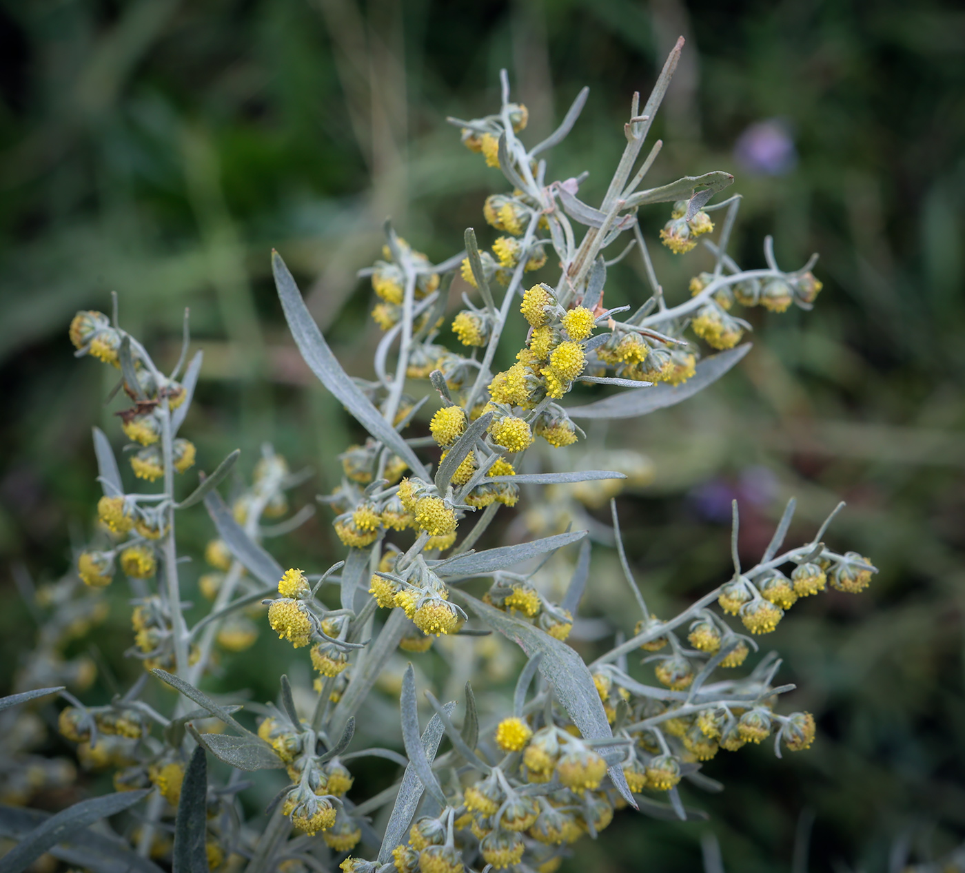 Изображение особи Artemisia sieversiana.