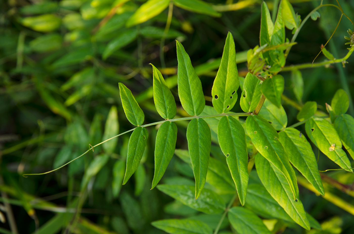 Изображение особи семейство Fabaceae.