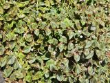 Persicaria capitata. Побеги цветущего растения. Испания, Галисия, пров. Понтеведра, г. Кангас, рудеральное. Июль.