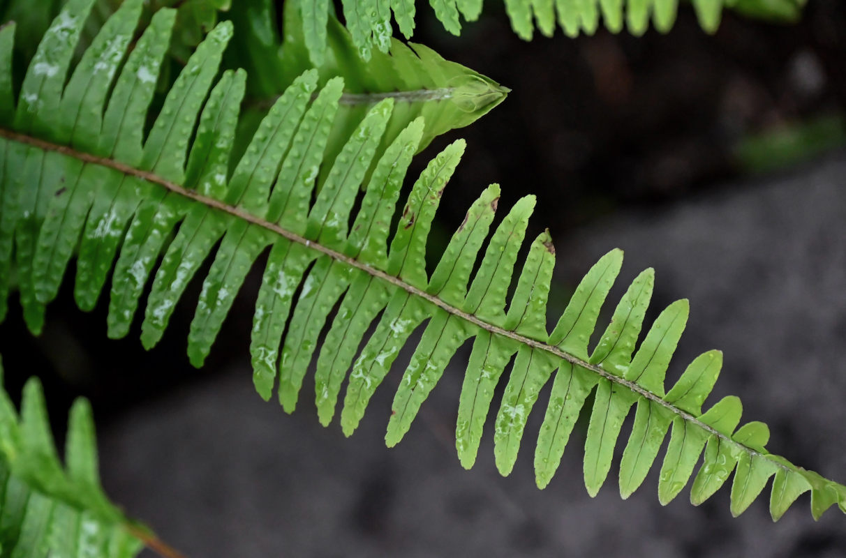 Изображение особи Nephrolepis cordifolia.