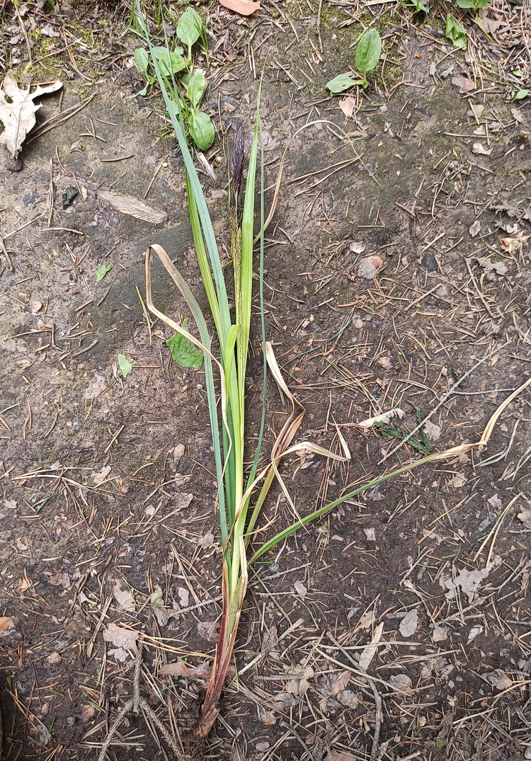 Изображение особи род Carex.