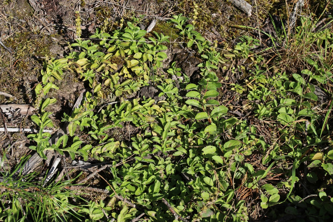 Изображение особи Veronica officinalis.