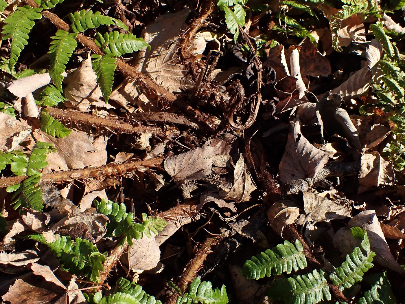 Image of Dryopteris crassirhizoma specimen.