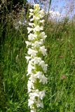 Gymnadenia conopsea