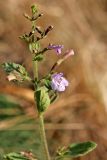 Clinopodium nepeta. Верхушка побега с соцветием. Белгородская обл., пос. Ракитное, ул. Сосновая, 2, в культуре. 18 августа 2022 г.