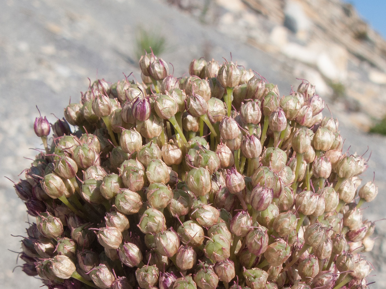 Изображение особи Allium atroviolaceum.