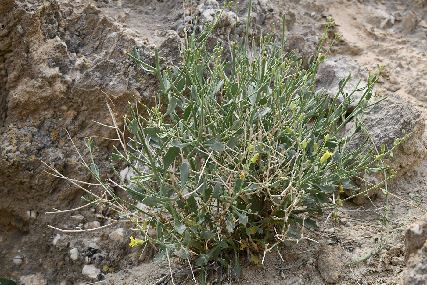 Image of Sisymbrium isfarense specimen.