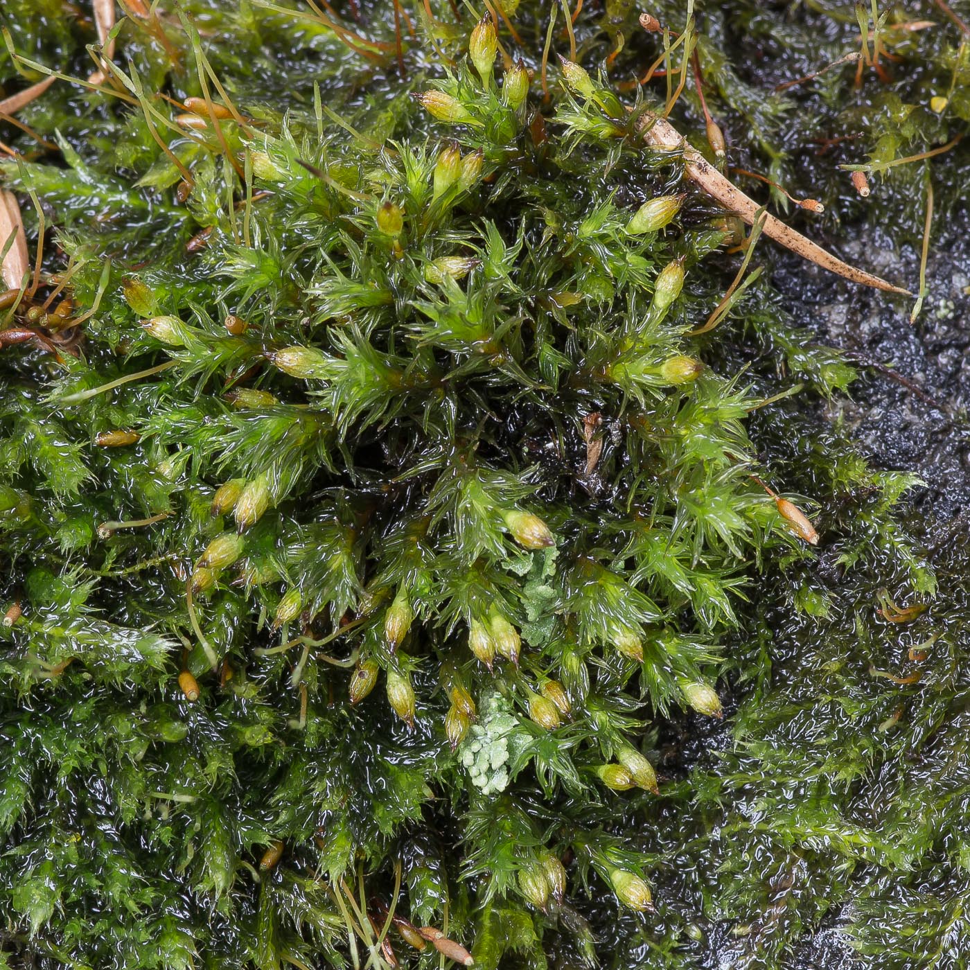 Image of Lewinskya speciosa specimen.