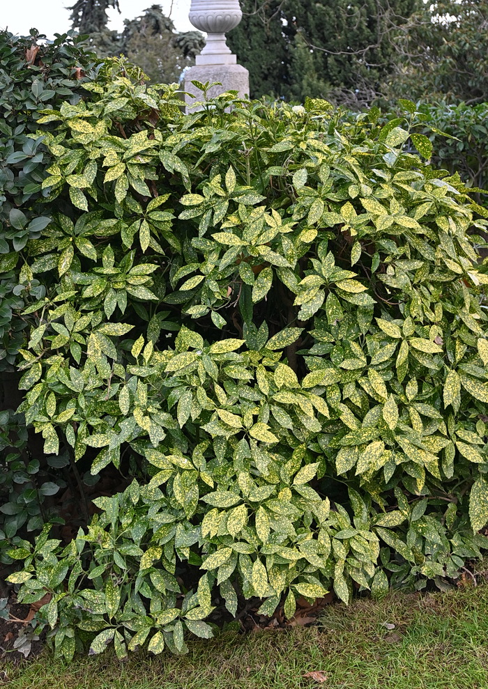 Изображение особи Aucuba japonica.