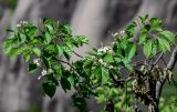 Sorbus alnifolia. Верхушка ветви с соцветиями. Китай, пров. Аньхой, национальный парк \"Хуаншань\", ≈ 1000 м н.у.м., опушка смешанного леса, скалистый склон. 29.05.2025.