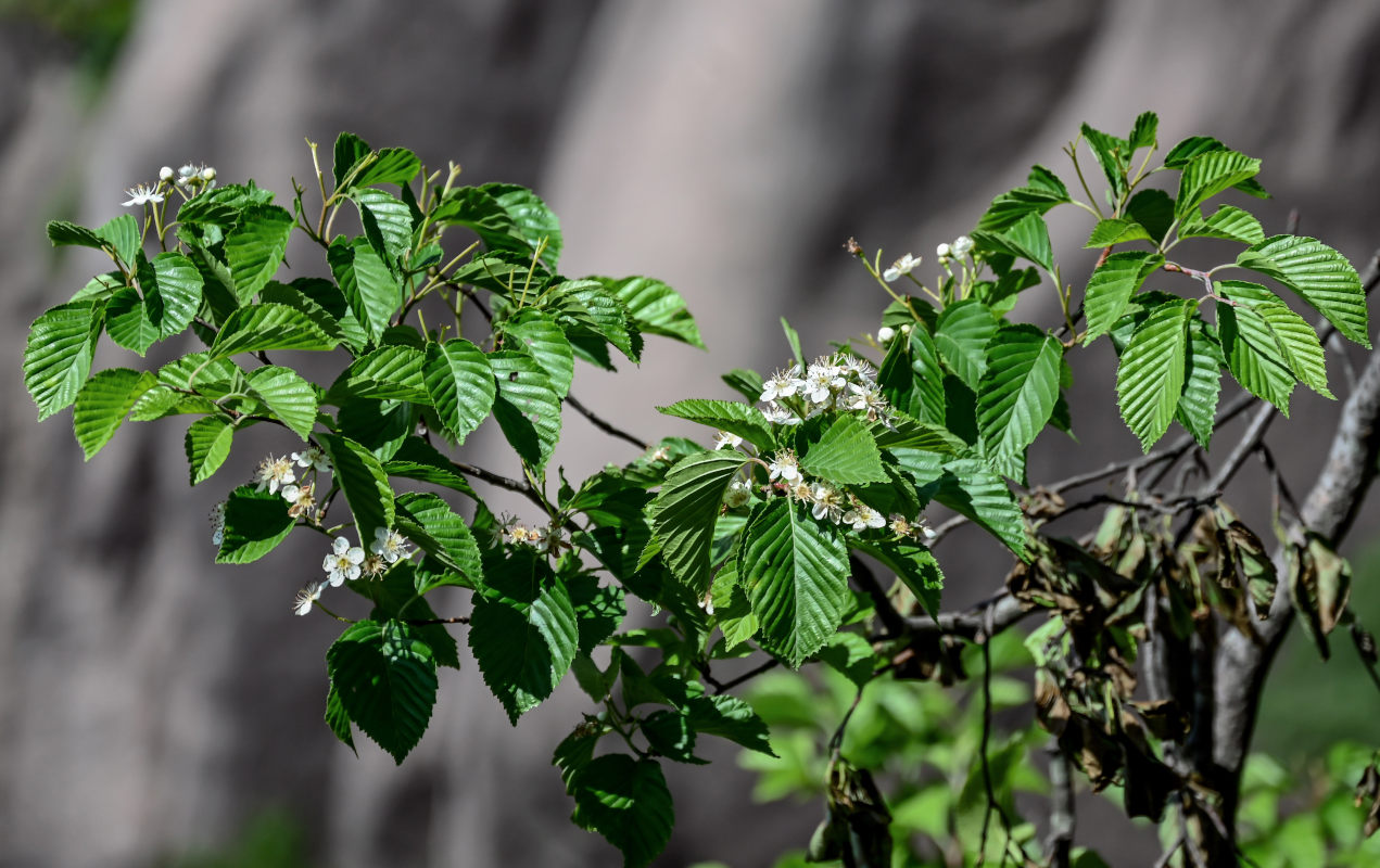 Image of Sorbus alnifolia specimen.