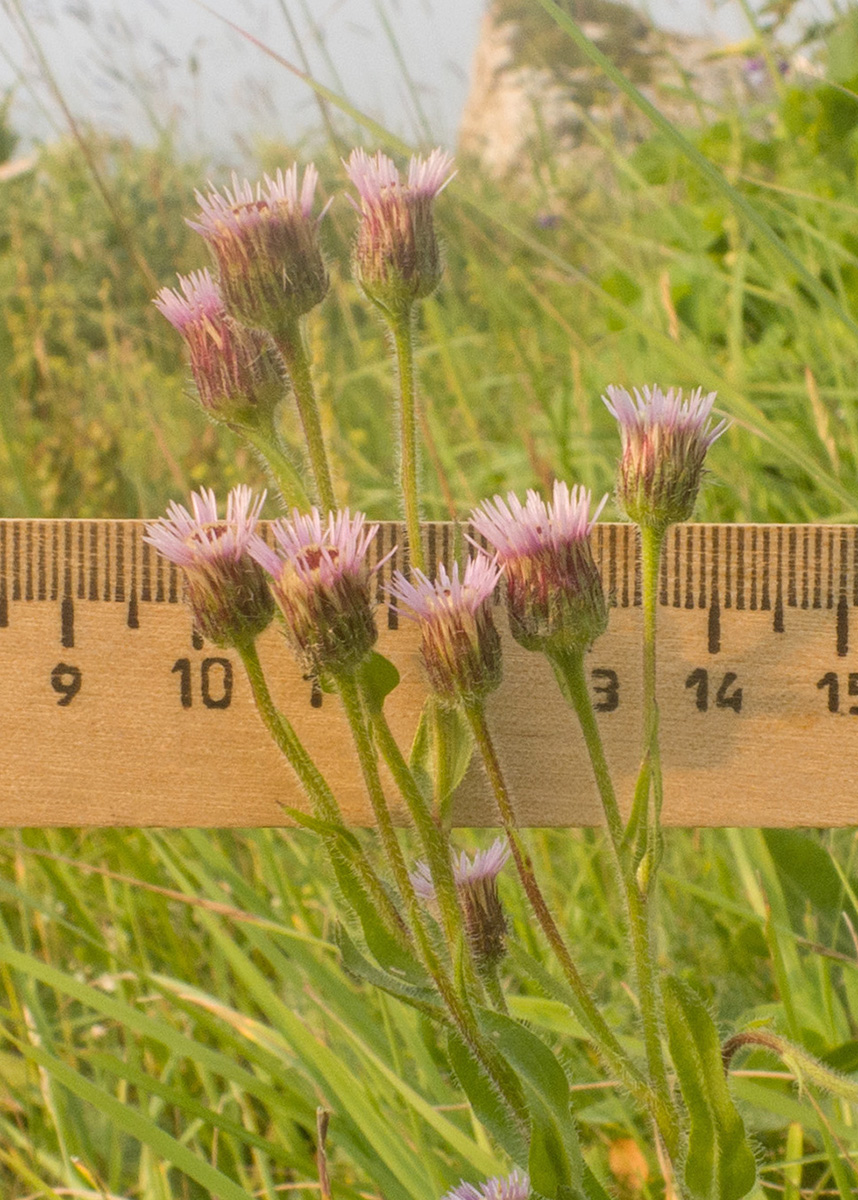 Изображение особи Erigeron orientalis.
