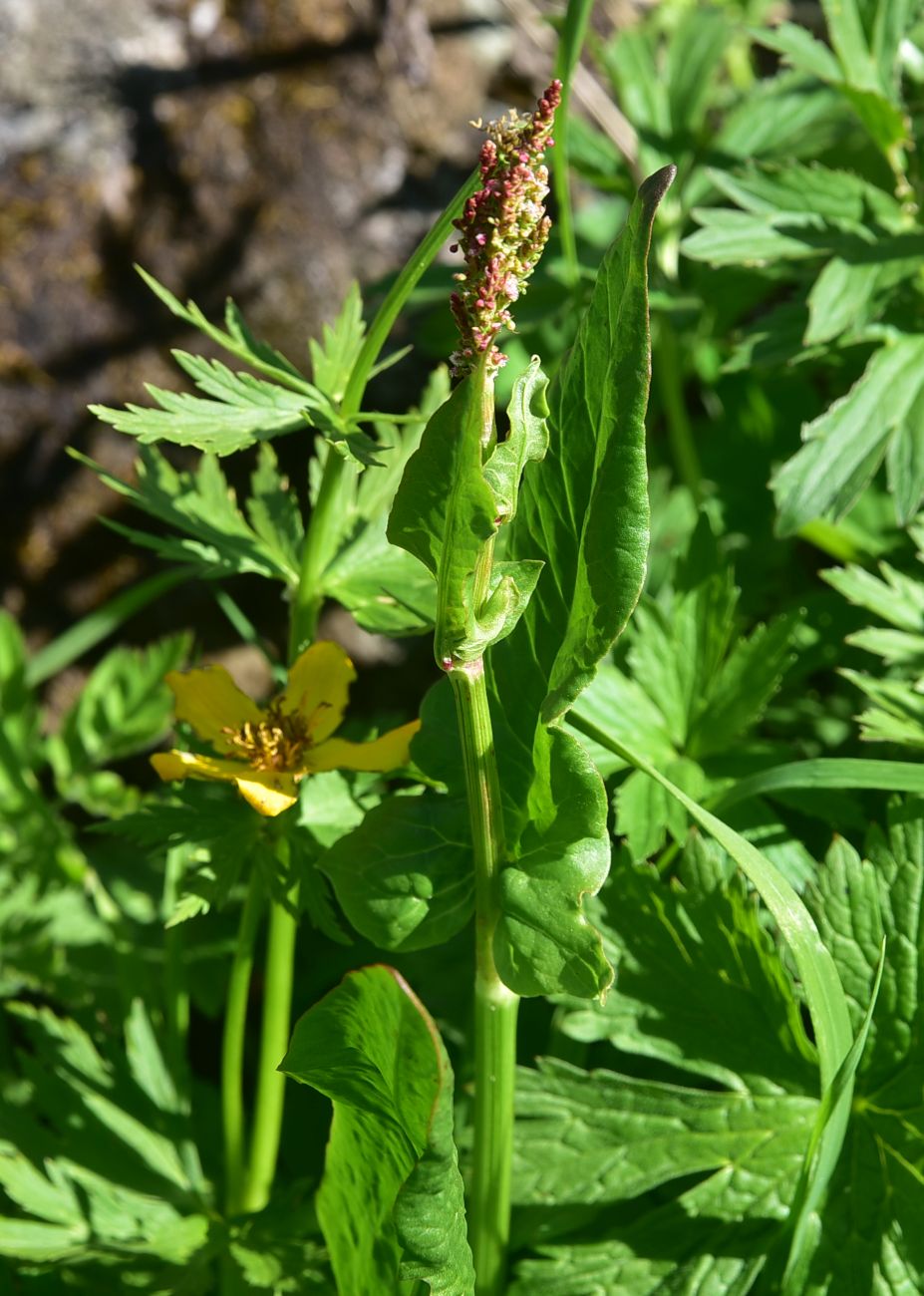 Изображение особи род Rumex.