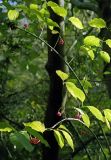 Euonymus europaeus. Ветви с плодами. Большой Кавказ, Черноморское побережье, басс. р. Шахе, окр. пос. Головинка. 23.10.2004.