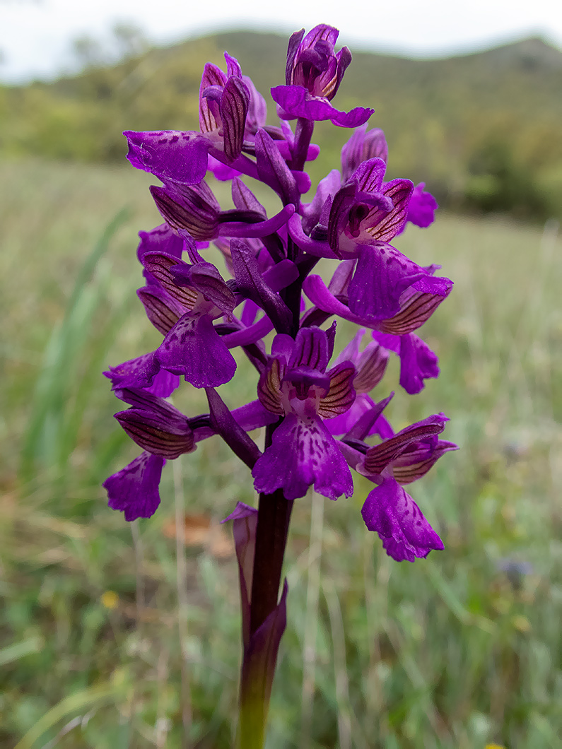 Image of Anacamptis morio ssp. caucasica specimen.