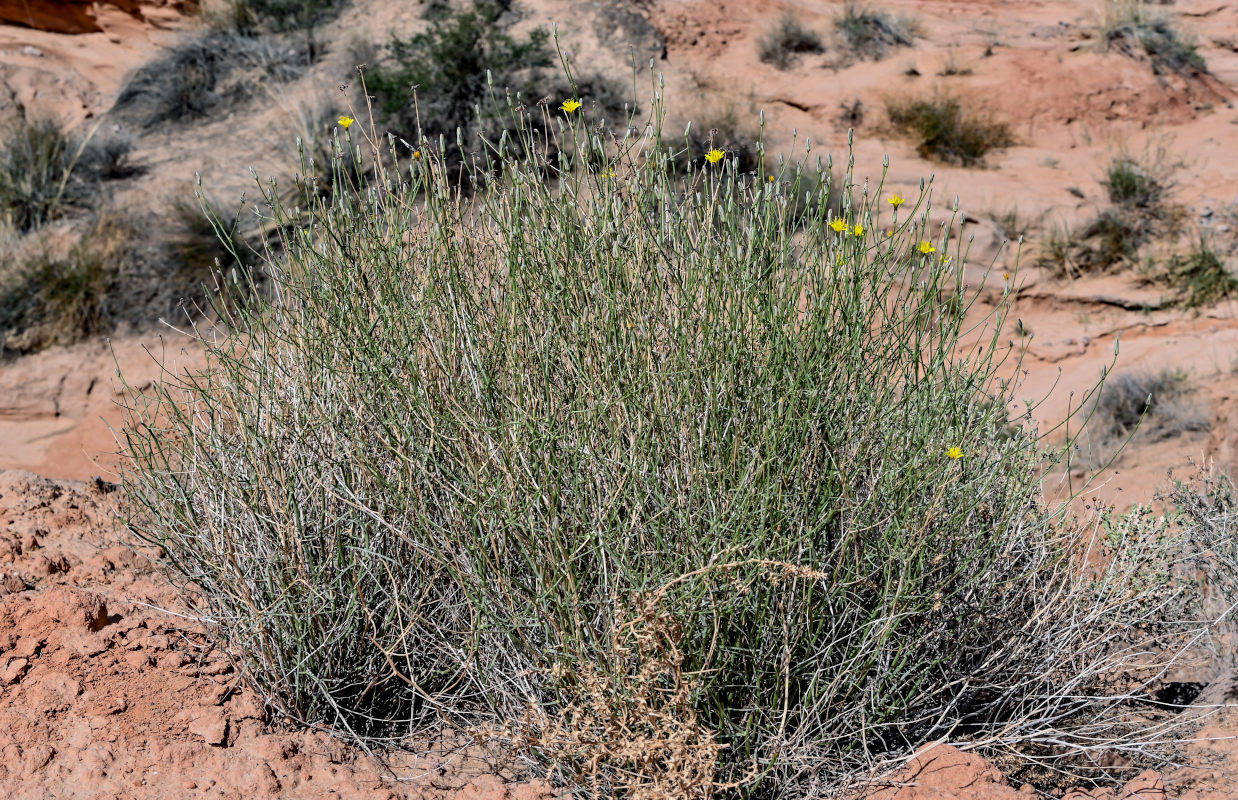 Изображение особи Scorzonera divaricata.