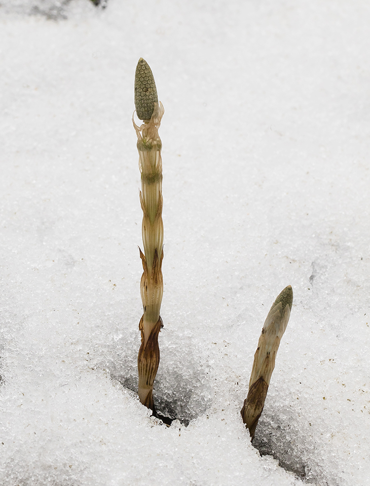Image of Equisetum sylvaticum specimen.