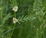 род Vicia. Лист, прицепившийс к соцветию Poa(?). Грузия, край Самцхе-Джавахети, Аспиндзский муниципалитет, 1,5 км ниже ур. Тавкветула, прав. берег р. Кура, луг. 29 мая 2025 г.