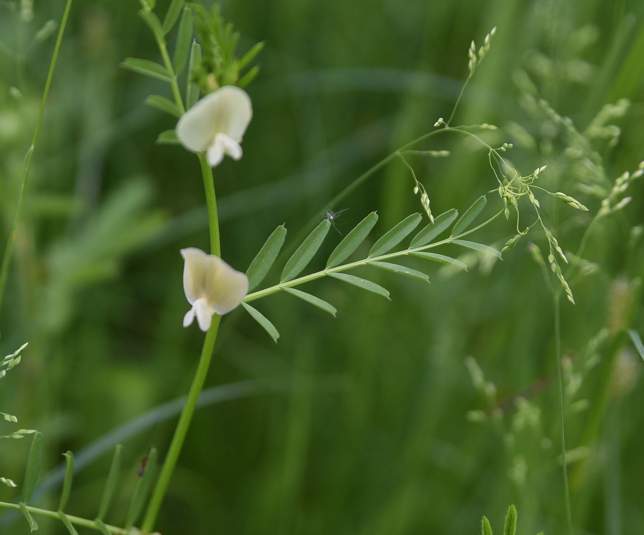 Изображение особи род Vicia.
