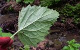 Scrophularia divaricata. Лист (абаксиальная сторона). Республика Адыгея, Майкопский р-н, ок. 6 км к югу от с. Новопрохладное, хр. Ду-Ду-Гуш, СВ склон, верховья балки Воровская, в глинисто-каменистом русле. 14.06.2026.