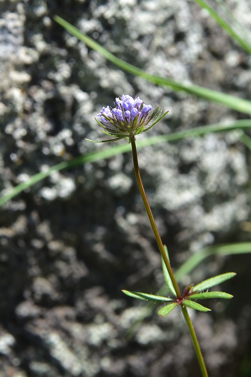 Image of Asperula arvensis specimen.