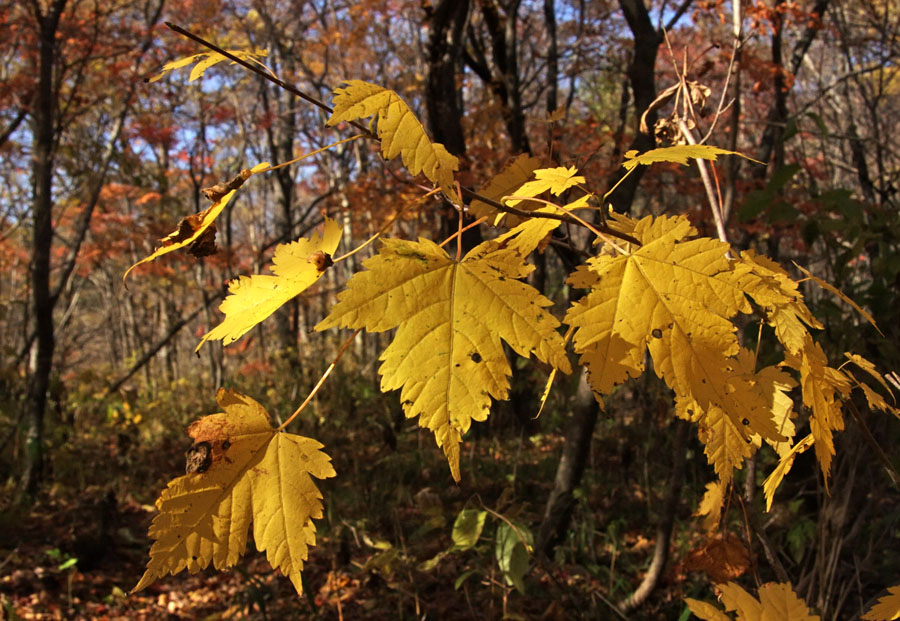 Image of Acer barbinerve specimen.