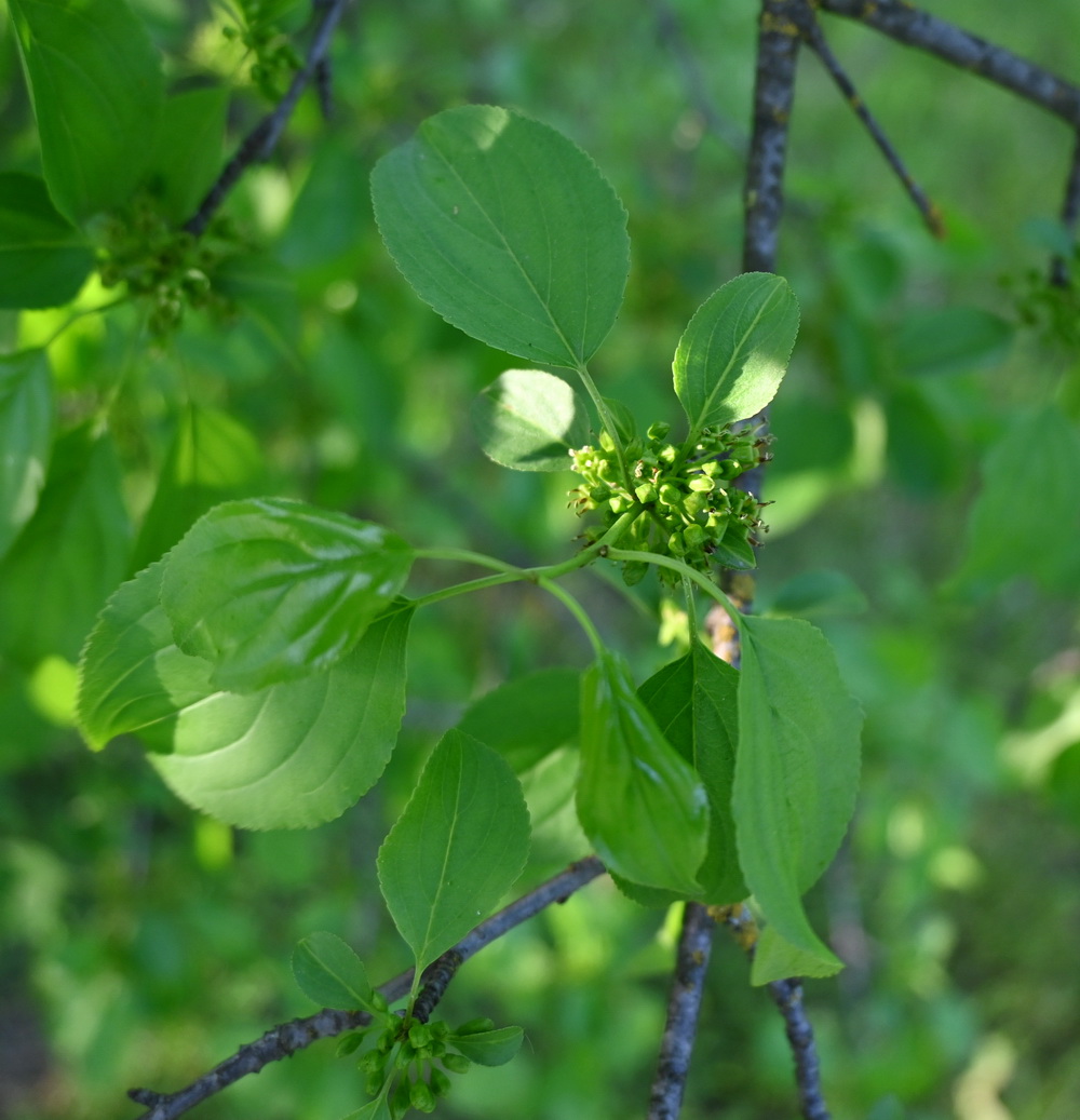 Image of Rhamnus cathartica specimen.
