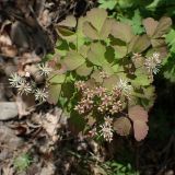 Thalictrum baicalense. Верхушки боковых побегов с цветками и незрелыми плодами. Хабаровский край, г. Комсомольск-на-Амуре, дол. р. Силинка, лиственный лес. 13.06.2026.
